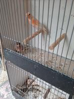 T.k. mooie harlekijn kanarie koppels 2024 /35 euro, Dieren en Toebehoren, Vogels | Kanaries, Meerdere dieren, Kleurkanarie
