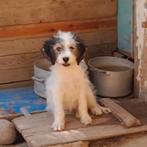 GaGa Animal Care - HUMMEL kan eind augustus naar NL komen, Dieren en Toebehoren, Honden | Niet-rashonden, Particulier, Rabiës (hondsdolheid)