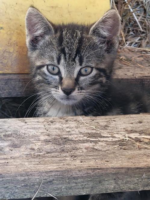 Nog 2 katjes zoeken een nieuw huis, Dieren en Toebehoren, Katten en Kittens | Overige Katten