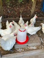 Jonge poule de bressen hennen, Dieren en Toebehoren, Pluimvee, Vrouwelijk, Kip