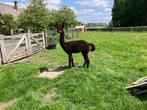alpacahengst, Dieren en Toebehoren, Overige Dieren, Mannelijk, Voor 1 juli 2024