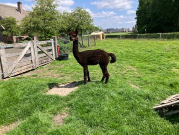 alpacahengst beschikbaar voor biedingen