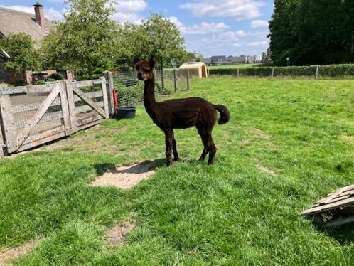 alpacahengst, Dieren en Toebehoren, Overige Dieren, Mannelijk, Voor 1 juli 2024