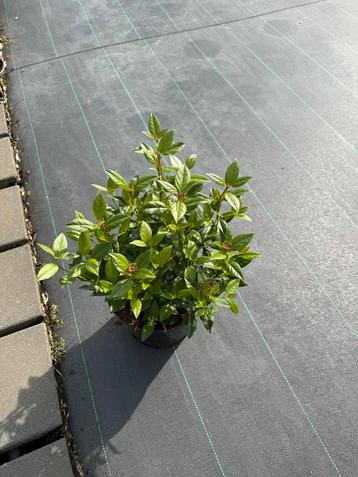 Viburnum Tinus beschikbaar voor biedingen