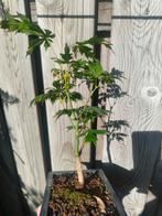 Japanese Esdoorn Acer, Bloeit niet, Halfschaduw, Minder dan 100 cm, Overige soorten