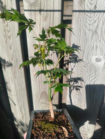 Japanese Esdoorn Acer beschikbaar voor biedingen