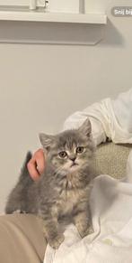 Lieve Brits Korthaar poes van 6 maanden – Lili, Poes