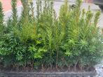 Taxus Baccata 20cm, Tuin en Terras, Planten | Tuinplanten, Ophalen of Verzenden