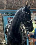 Super bewegende en betrouwbare Friese stermerrie 8 jaar, Merrie, Gechipt, Dressuurpaard, 7 tot 10 jaar