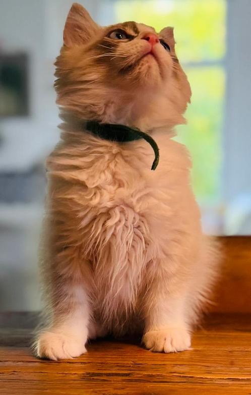 2 hele mooie en lieve 100% Ragdol katers, Dieren en Toebehoren, Katten en Kittens | Raskatten | Langhaar, Kater, Gechipt, Ontwormd