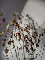 Droogbloemen plataargras Chasmanthium Latifolium, Huis en Inrichting, Woonaccessoires | Droogbloemen, Ophalen, Nieuw