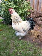 Haan aangeboden (goede plek), Dieren en Toebehoren, Pluimvee, Mannelijk, Kip