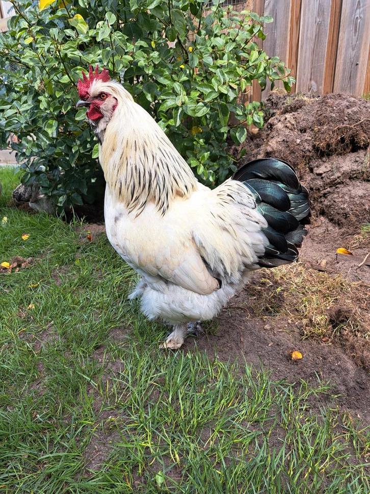 Haan aangeboden (goede plek), Dieren en Toebehoren, Pluimvee, Kip, Mannelijk
