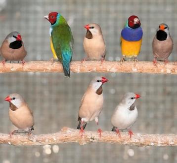 diverse zangvogels beschikbaar voor biedingen