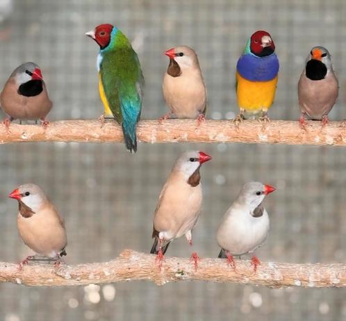diverse zangvogels, Dieren en Toebehoren, Vogels | Overige Vogels, Tropenvogel, Meerdere dieren