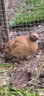 Kwartel man., Dieren en Toebehoren, Mannelijk, Tropenvogel