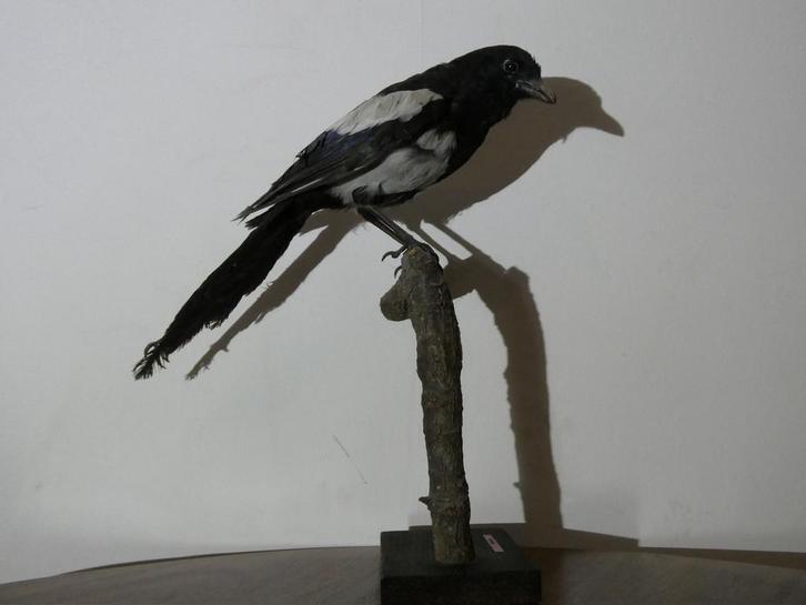 Opgezette Ekster, Verzamelen, Dierenverzamelingen, Opgezet dier, Ophalen of Verzenden