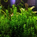 Aquarium Mos - Maibarae - Levermos - Javamos en MEER!, Overige typen, Zoetwatervis