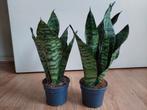 Sansevieria Zeylanica - Sanseveria / Vrouwentong H: 30 cm., Ophalen, Vetplant, Halfschaduw, Minder dan 100 cm