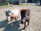 Pony's en eventueel spullen, Dieren en Toebehoren, Ophalen