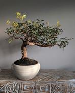 Pistache Lentiscus Bonsai 12 jaar, Tuin en Terras, Planten | Bomen, Bloeit niet, Halfschaduw, Minder dan 100 cm, Overige soorten