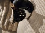 1 mooie kitten katter, Dieren en Toebehoren, Katten en Kittens | Overige Katten