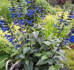 Salvia Guarantica Black and Blue in grote pot, Tuin en Terras, Planten | Tuinplanten, Ophalen, Vaste plant, Overige soorten, Volle zon