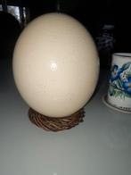 Groot Struisvogelei - Decoratief, Antiek en Kunst, Curiosa en Brocante, Ophalen of Verzenden