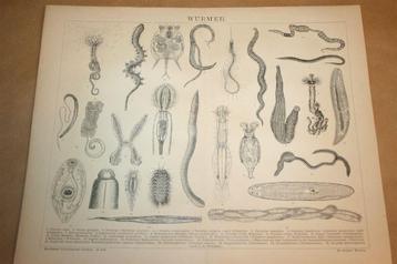 Antieke prent - Diverse soorten wormen - Circa 1885 !! beschikbaar voor biedingen