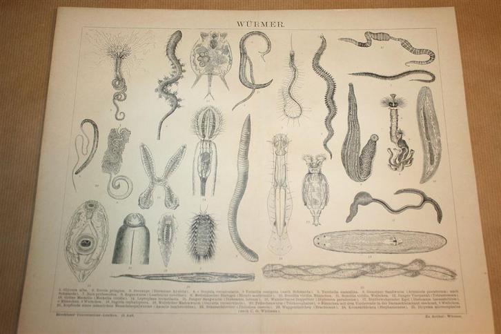 Antieke prent - Diverse soorten wormen - Circa 1885 !!, Verzamelen, Foto's en Prenten, Gebruikt, Overige onderwerpen, Voor 1940