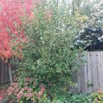 Elstar Appelboom - gratis, Tuin en Terras, Planten | Bomen, Lente, 100 tot 250 cm, Volle zon, In pot