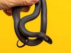 Gezocht zwarte Koningslang!, Dieren en Toebehoren, Reptielen en Amfibieën
