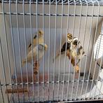 Jonge gekleurde kanaries, Meerdere dieren, Kleurkanarie