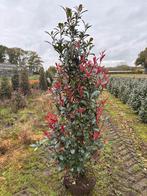 Photinia fraseri 'Carré Rouge' Glansmispel 150-175, Tuin en Terras, Ophalen