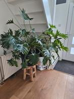 Philondendron xanadu, supermooie en grote kamerplant, Ophalen, Overige soorten