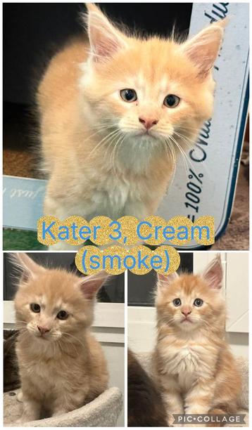 Maine coon kittens met stamboom beschikbaar voor biedingen