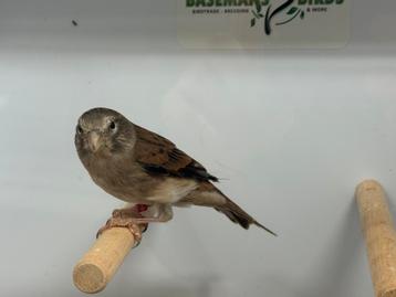 Bastaard alario x kanarie beschikbaar voor biedingen