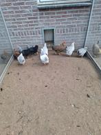 Wyandotte kriel in diverse kleuren, Dieren en Toebehoren, Pluimvee, Meerdere dieren, Kip