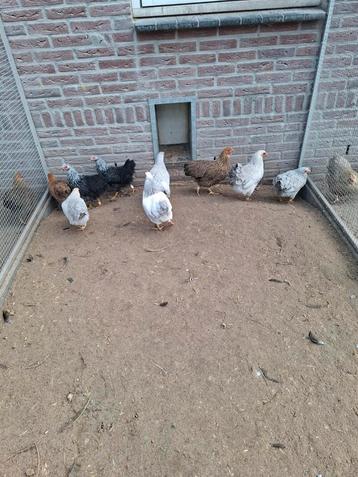 Wyandotte kriel in diverse kleuren  beschikbaar voor biedingen