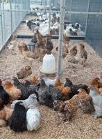 Cochin krielen diverse kleuren, Dieren en Toebehoren, Pluimvee, Vrouwelijk, Kip