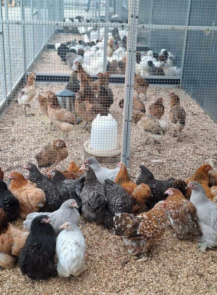 Cochin krielen diverse kleuren, Dieren en Toebehoren, Pluimvee, Kip, Vrouwelijk