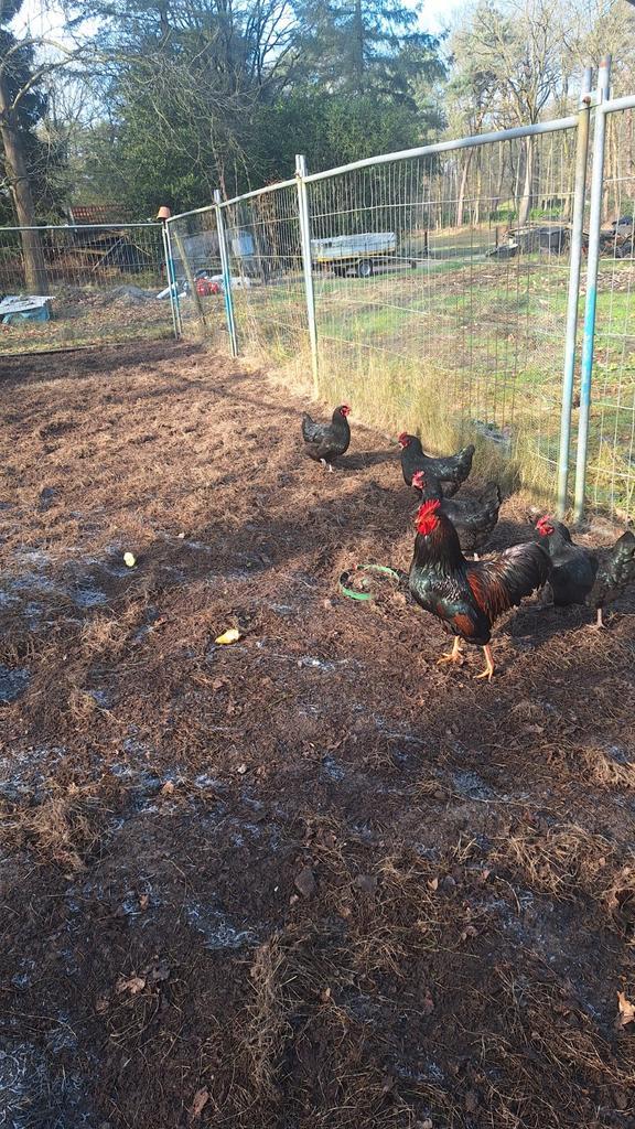 Marans kippen en haan, Dieren en Toebehoren, Pluimvee, Kip, Vrouwelijk