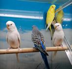 Grasparkieten in diverse kleuren., Meerdere dieren, Parkiet