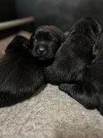 Prachtige labrador kruising pups, Dieren en Toebehoren, CDV (hondenziekte), 8 tot 15 weken, Labrador retriever, Meerdere