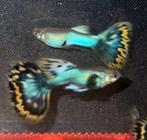Blue Japan Guppy 100% Raszuiver Guppen, Vis, Zoetwatervis, Schoolvis