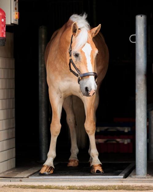 Vitafloor sessies en revalidatie begeleiding, Dieren en Toebehoren, Paarden en Pony's | Overige Paardenspullen, Ophalen