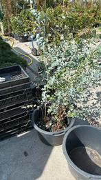Eucalyptus planten hoog 100 cm nu voor een zeer lage prijs, Overige soorten, Volle zon, Vaste plant, Ophalen of Verzenden