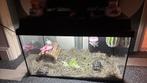 2 schilpadden (landschilpadden), Ophalen, Zo goed als nieuw, Terrarium of Paludarium