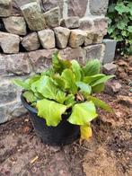 Bergenia of schoenlappersplanten, Ophalen, Zomer, Eenjarig, Volle zon