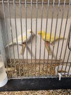 Koppel kanaries., Dieren en Toebehoren, Vogels | Kanaries, Meerdere dieren, Kleurkanarie
